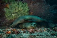 Морские львы Морские львы