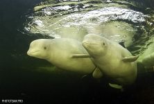 Белое море, Россия Белое море, Россия