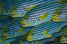 Восточные сладкогубы Восточные сладкогубы