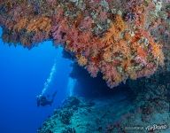 Fotteyo underwater overhangs (Hurahu Kandu). Южные Мальдивы Fotteyo underwater overhangs (Hurahu Kandu). Южные Мальдивы
