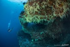Fotteyo underwater overhangs (Hurahu Kandu). Южные Мальдивы Fotteyo underwater overhangs (Hurahu Kandu). Южные Мальдивы