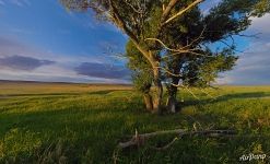 Дерево раздумий. Предуральская степь Дерево раздумий. Предуральская степь