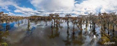Кипарисовая рощица в Техасе Кипарисовая рощица в Техасе