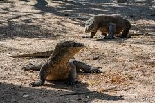 Комодский варан Комодский варан