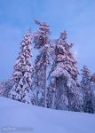 Зимний лес Лапландии Зимний лес Лапландии