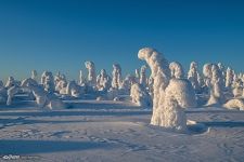 Лес в снежном панцире. Кунтиваара Лес в снежном панцире. Кунтиваара