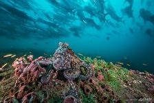 Осьминог. Галапагосы, Эквадор Осьминог. Галапагосы, Эквадор